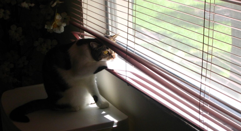 Cat looking through aluminum blinds in Sacramento.